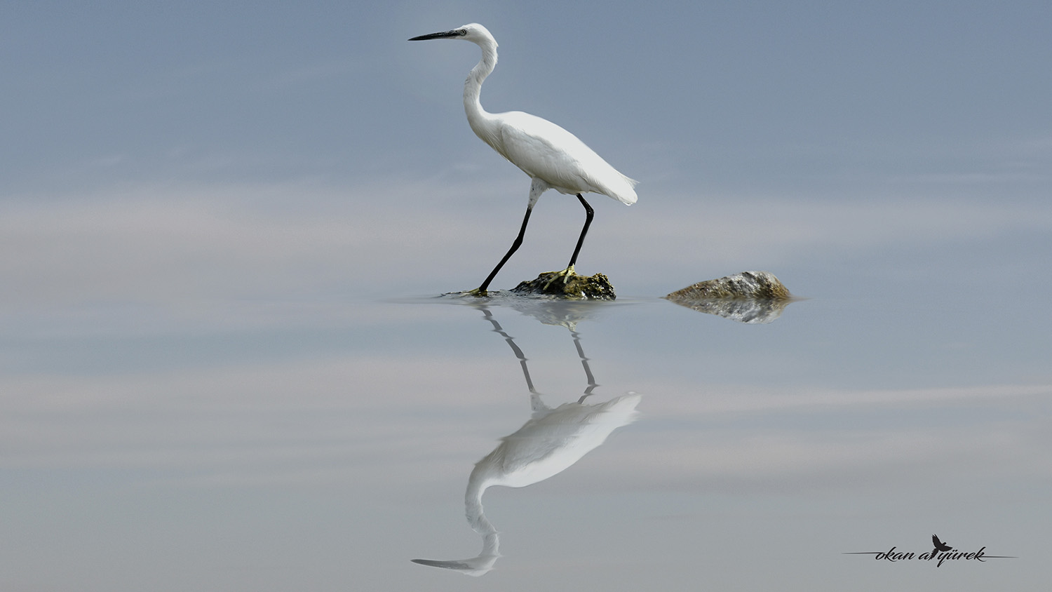 Büyük ak balıkçıl