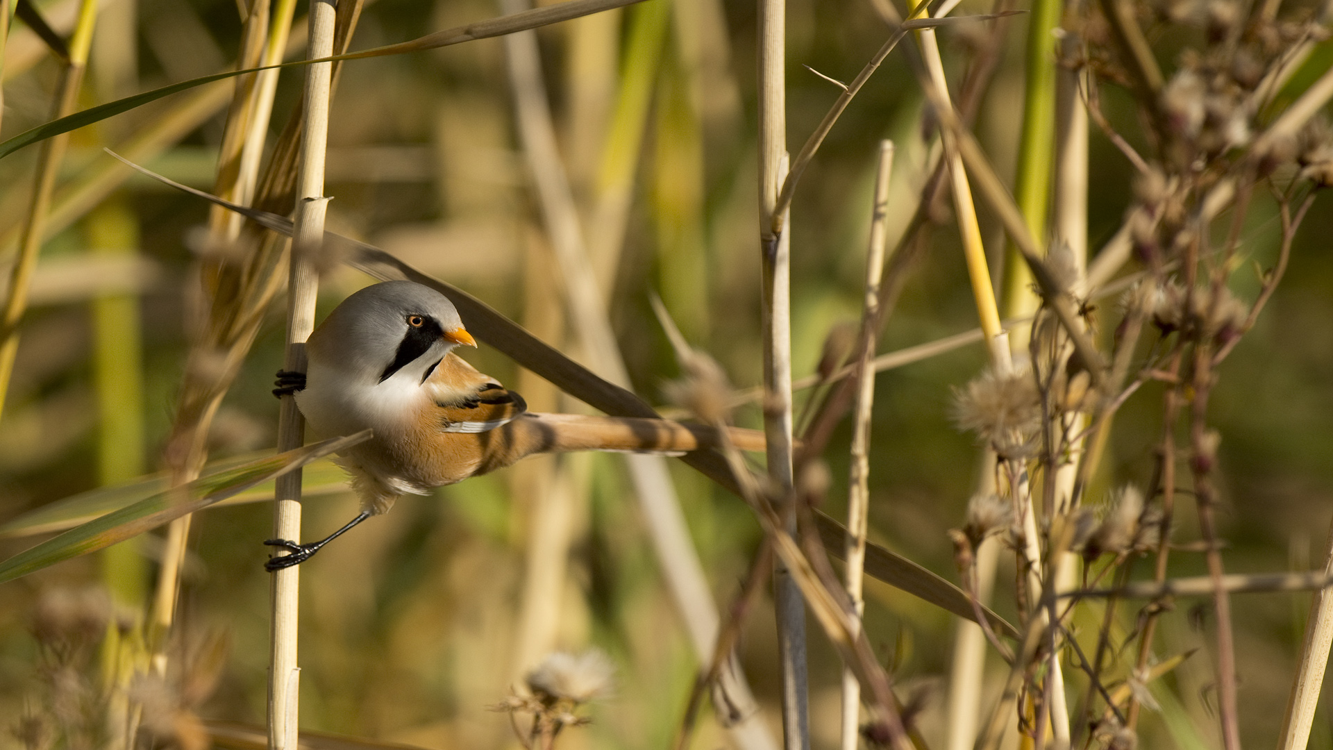 Bıyıklı baştankara