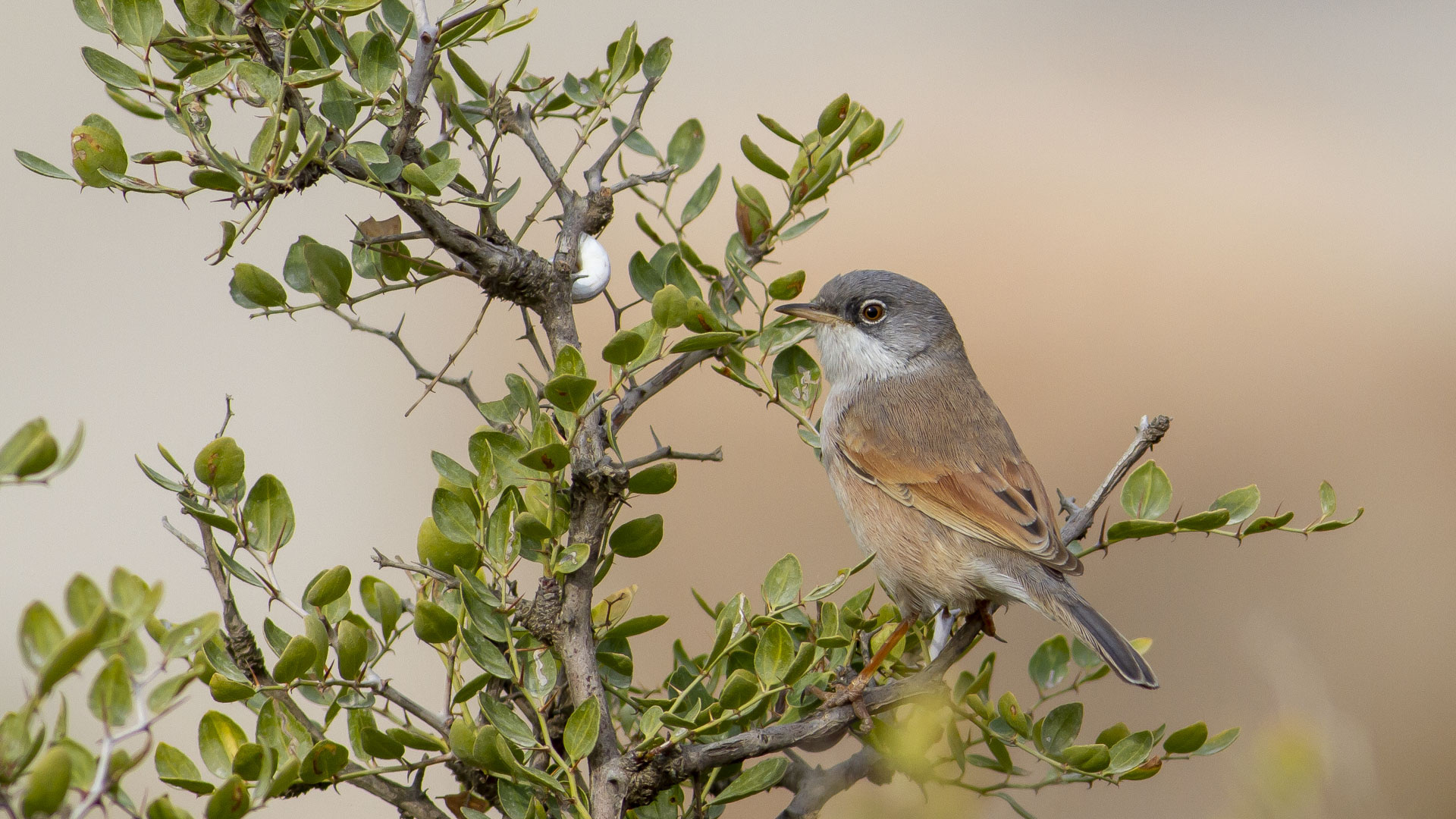 Bozkır ötleğeni » Spectacled Warbler » Sylvia conspicillata