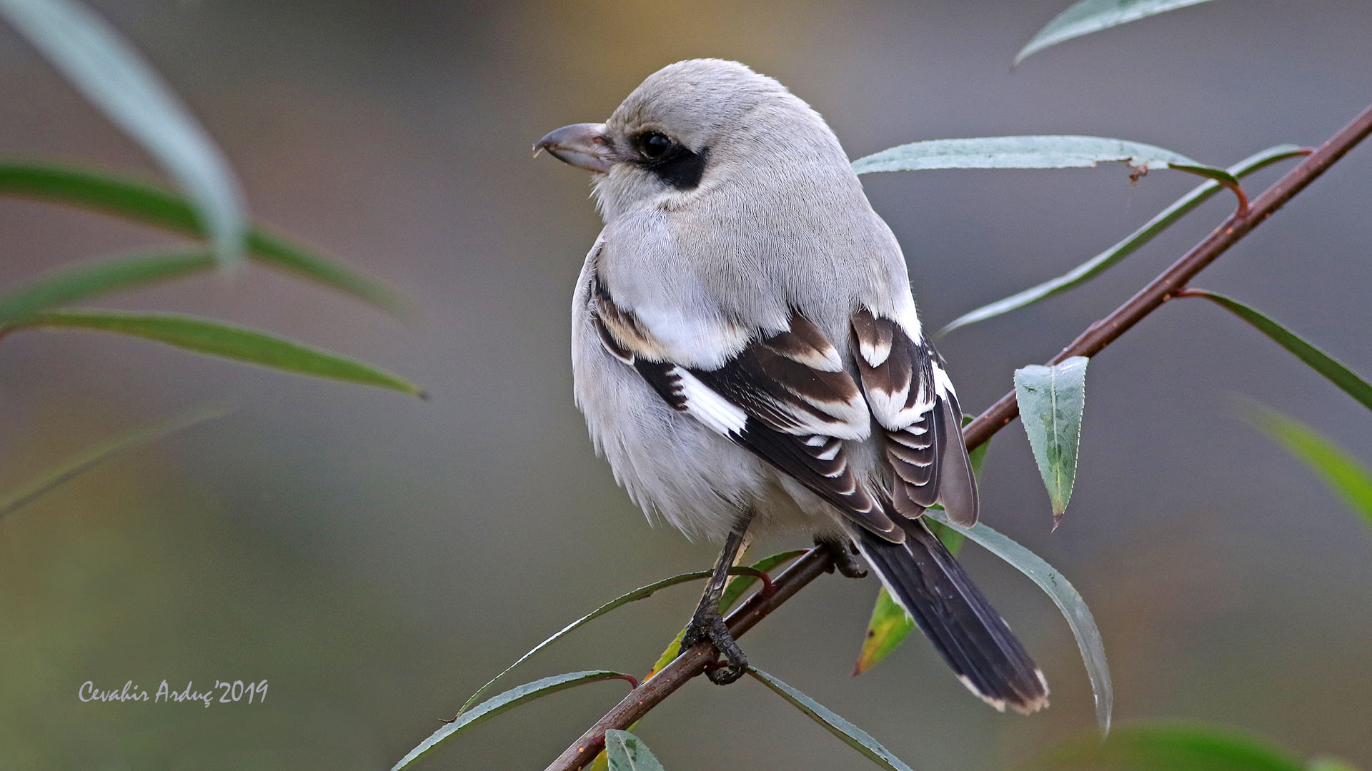 Büyük örümcekkuşu
