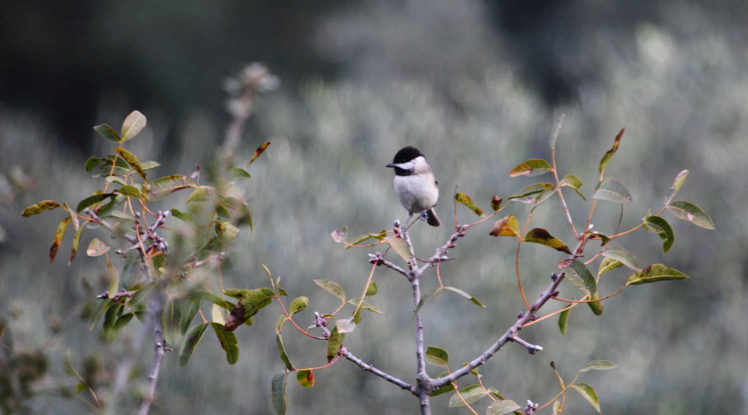 Akyanaklı baştankara