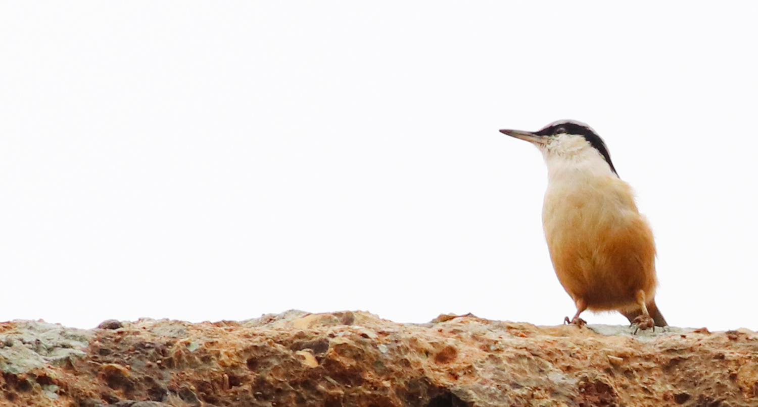 Büyük kaya sıvacısı