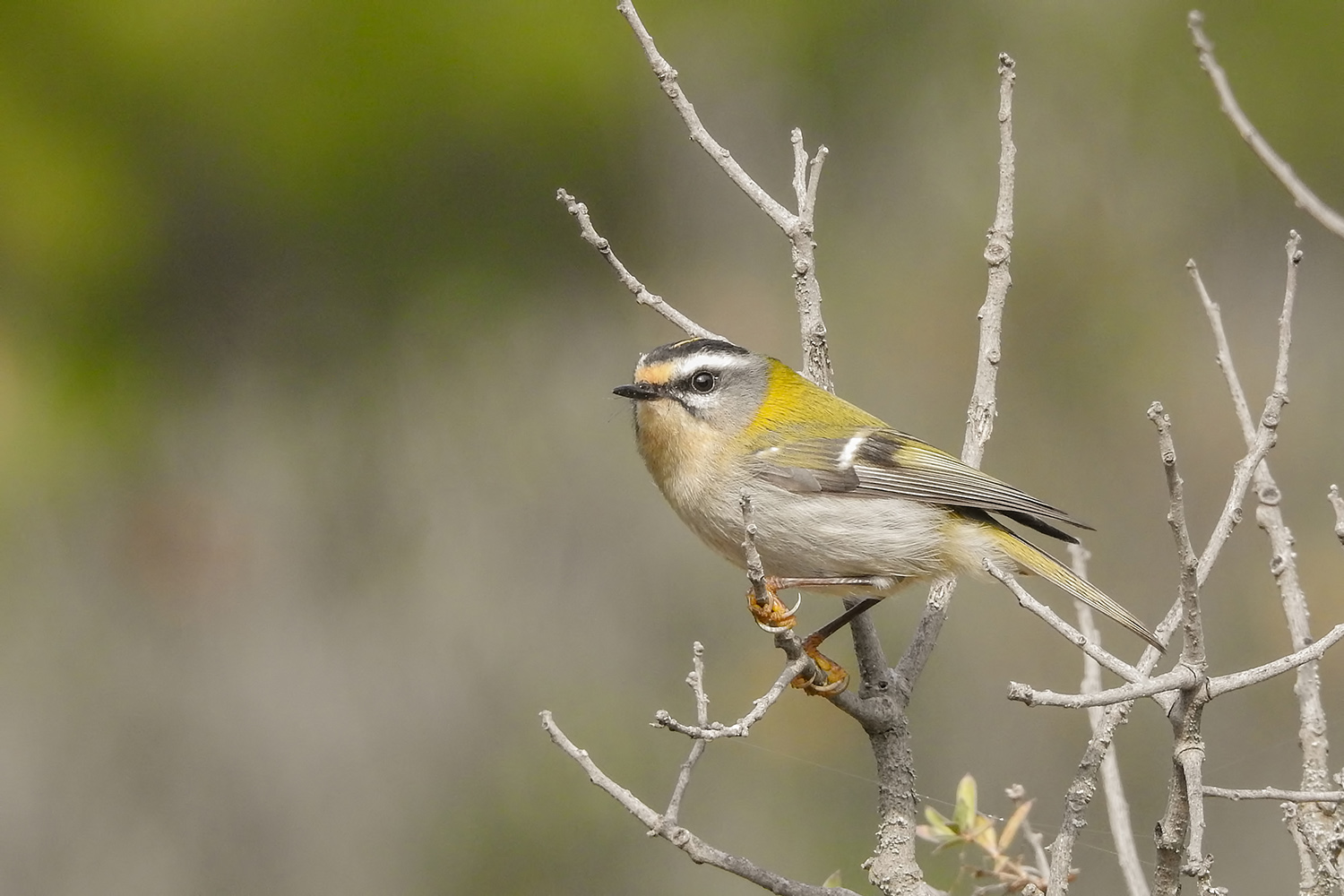 Sürmeli çalıkuşu