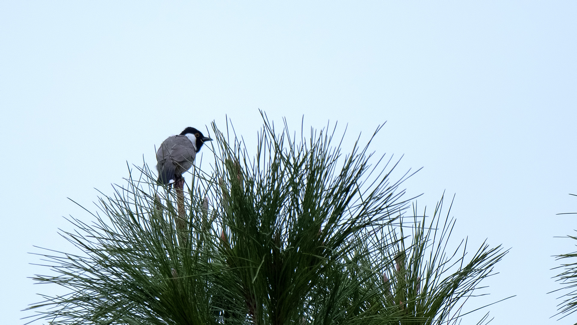 Akyanaklı arapbülbülü