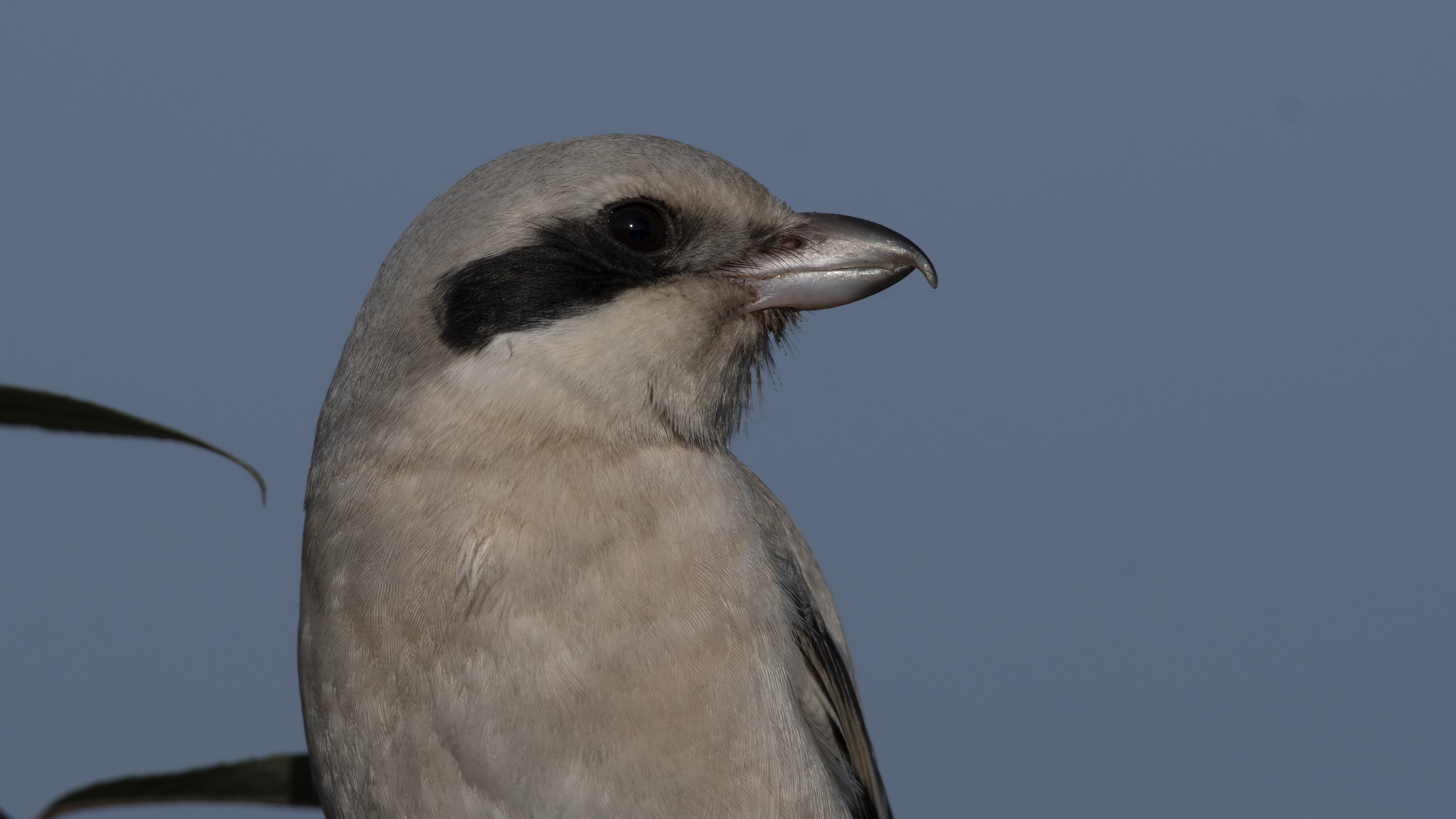 Büyük örümcekkuşu