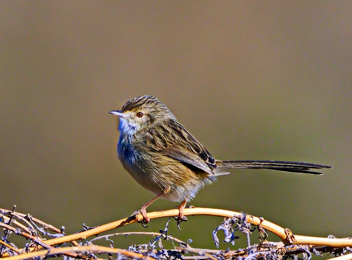 Dikkuyruklu ötleğen