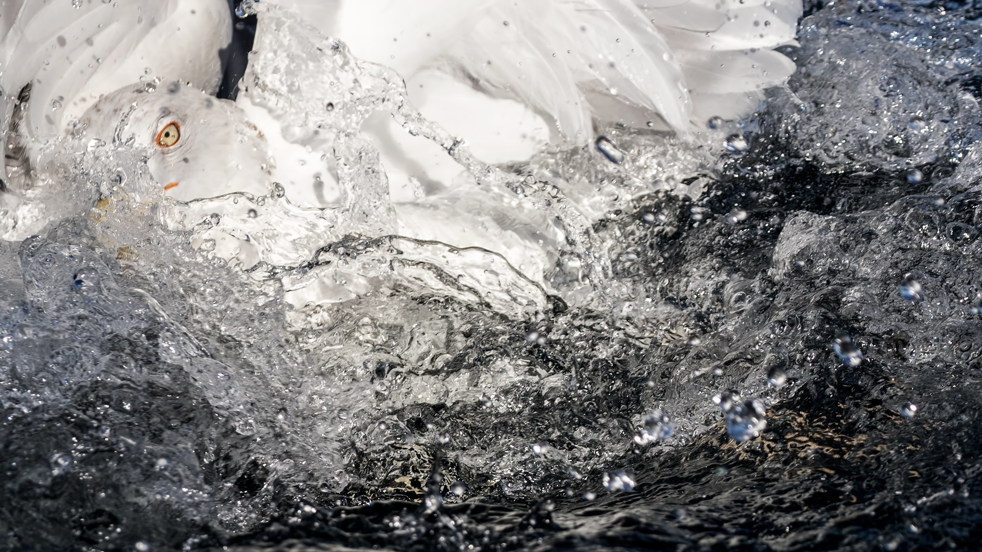 Kuzey gümüş martı