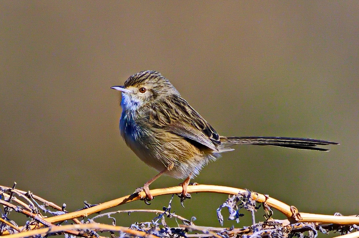 Dikkuyruklu ötleğen