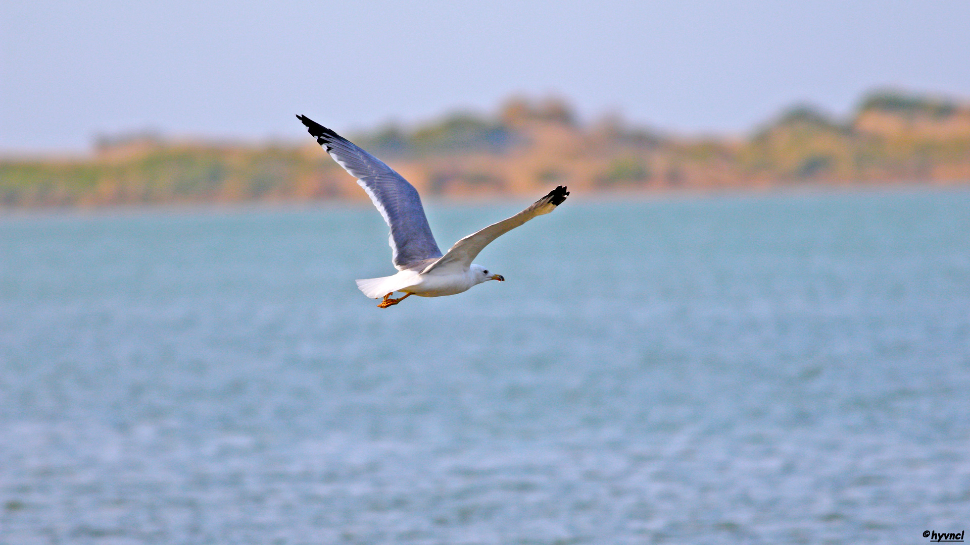 Van gölü martısı