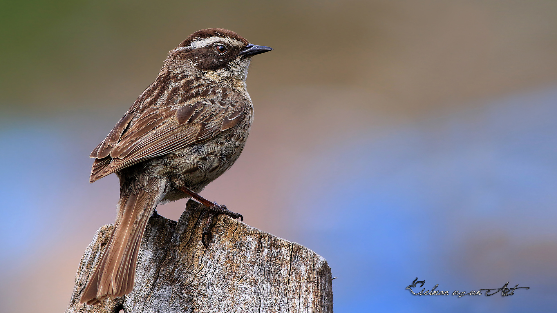 Sürmeli dağbülbülü » Radde`s Accentor » Prunella ocularis