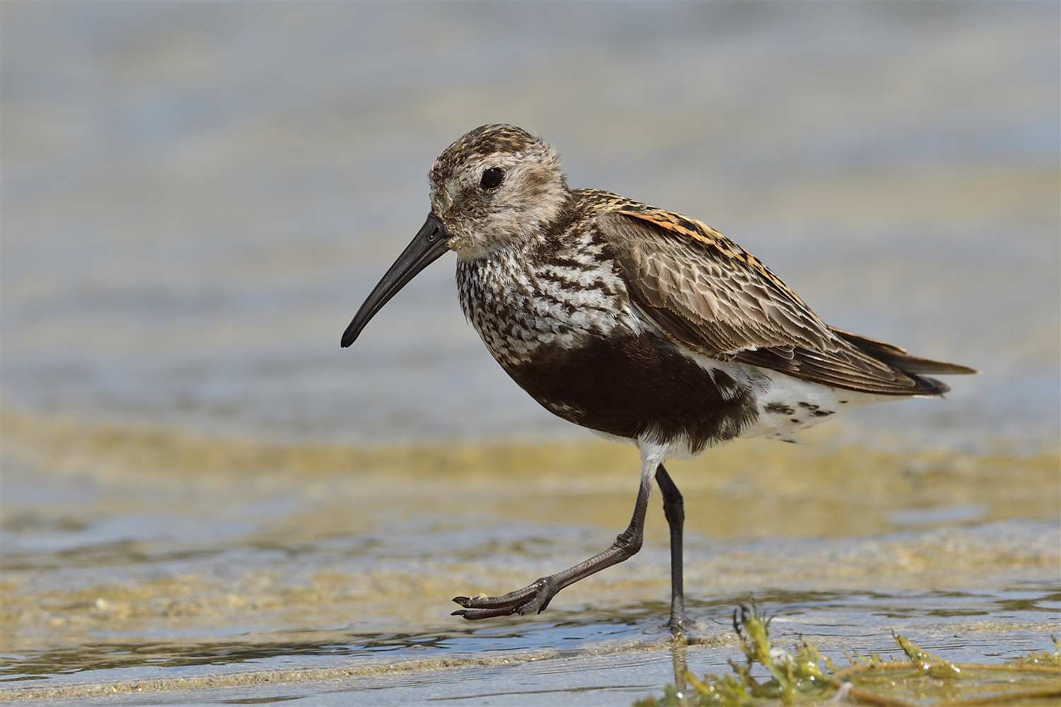 Karakarınlı kumkuşu