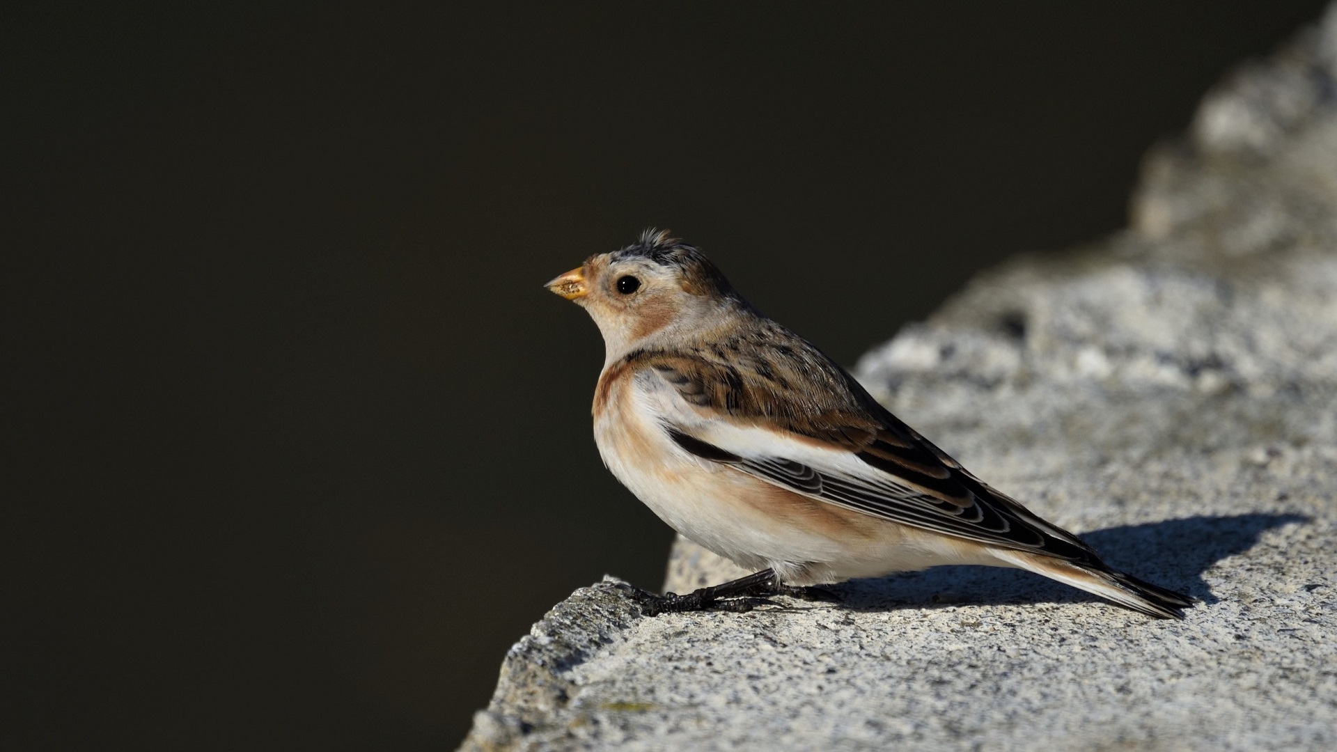 Alaca kirazkuşu » Snow Bunting » Plectrophenax nivalis