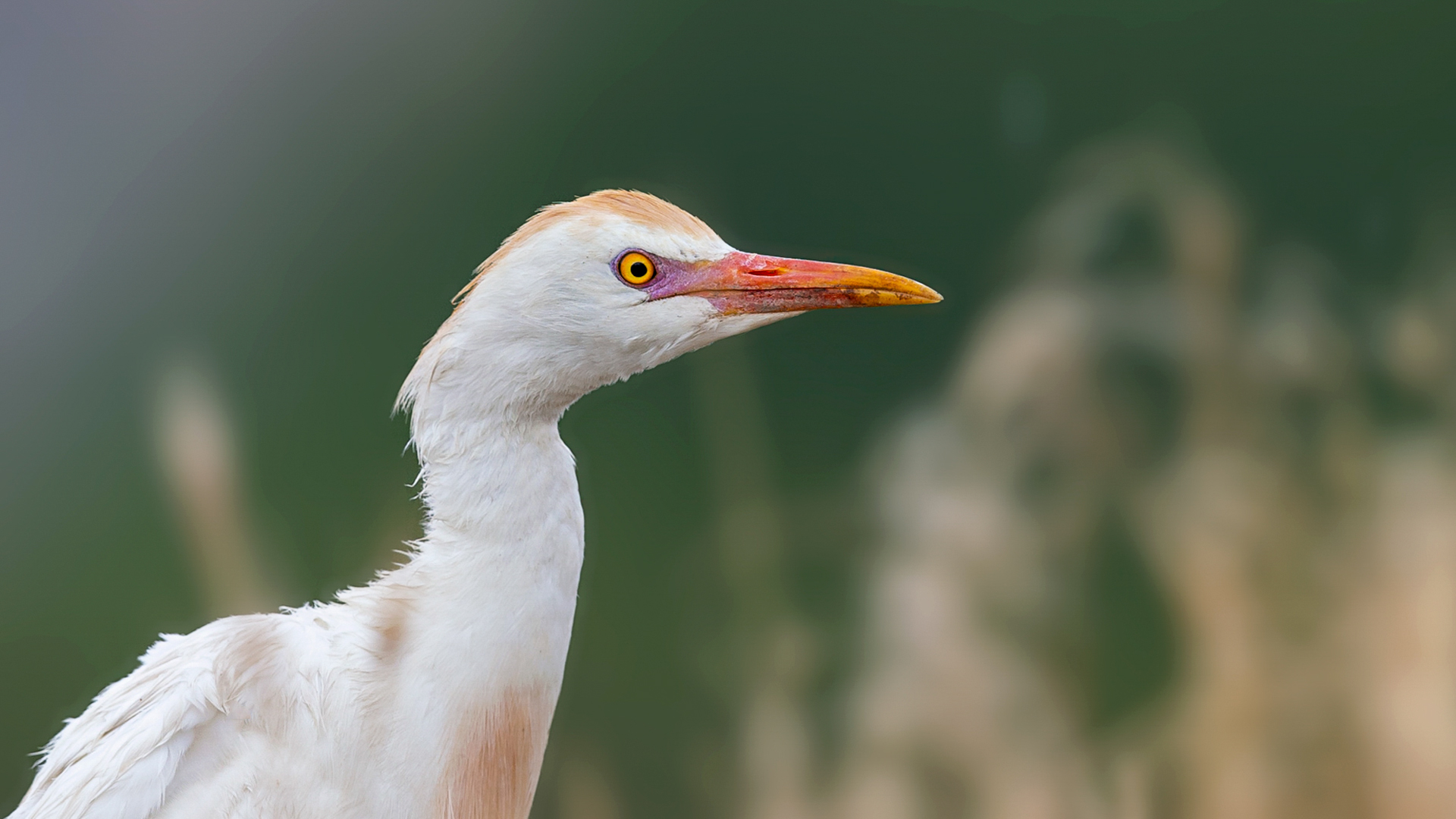 Sığır balıkçılı