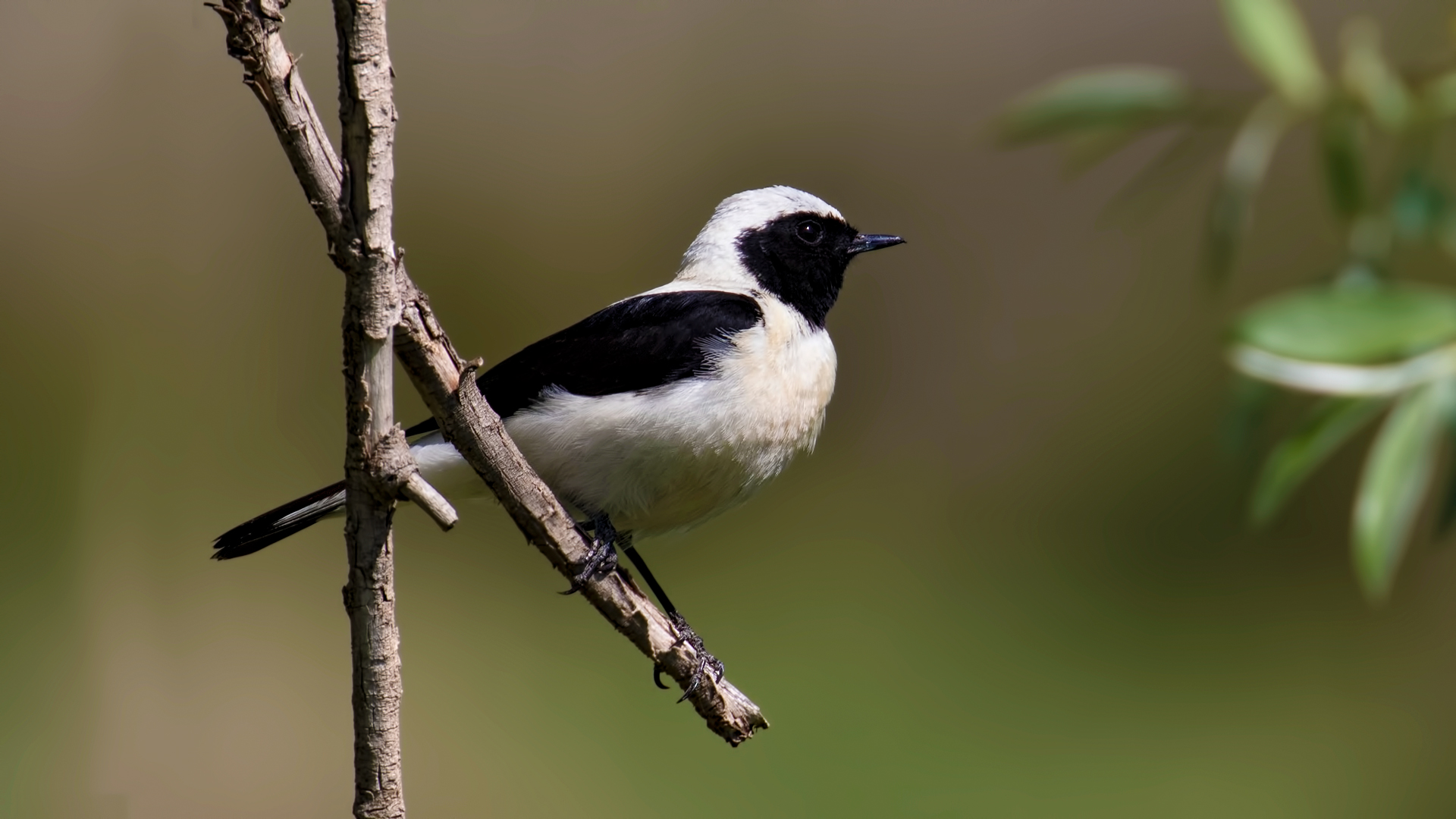 Karakulaklı kuyrukkakan