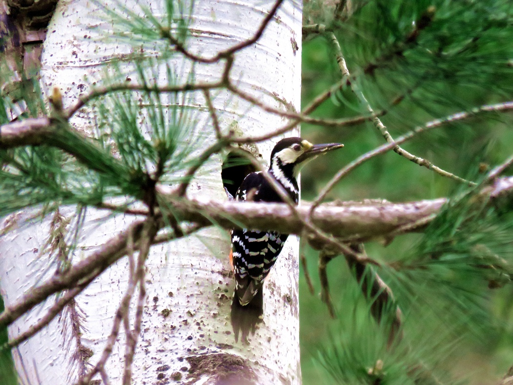 Aksırtlı ağaçkakan