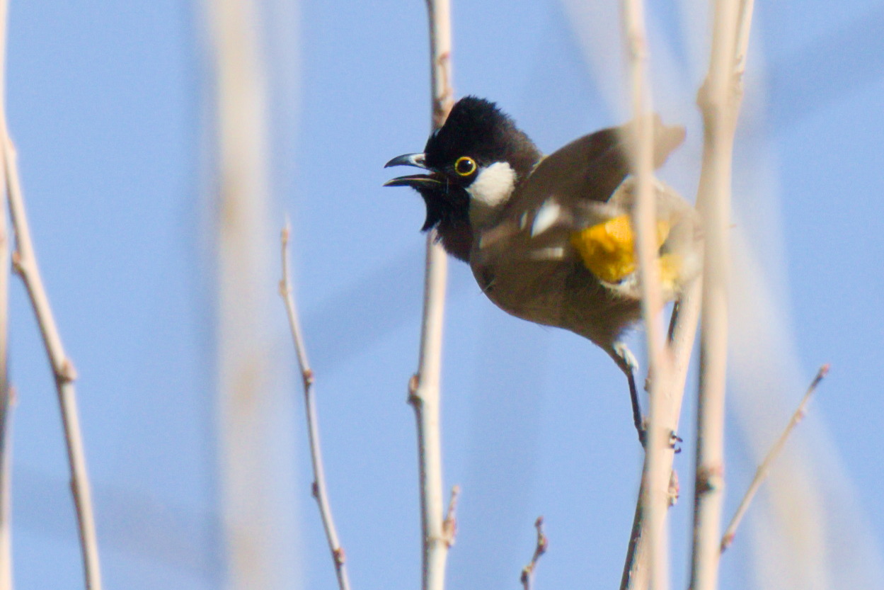 Akyanaklı arapbülbülü