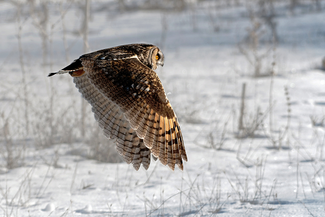 Kulaklı orman baykuşu