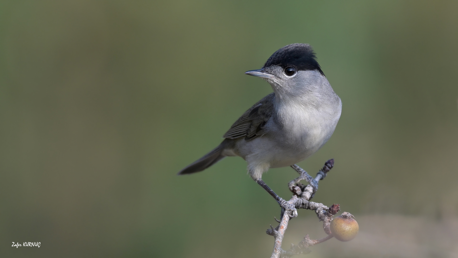 Karabaşlı ötleğen