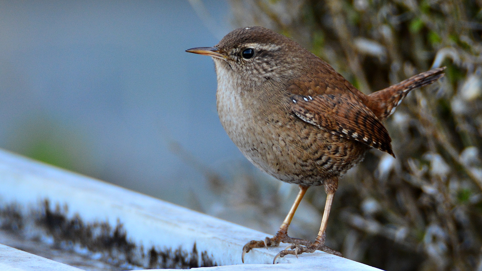 Çitkuşu » Eurasian Wren » Troglodytes troglodytes
