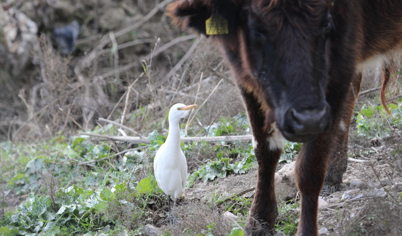 Sığır balıkçılı