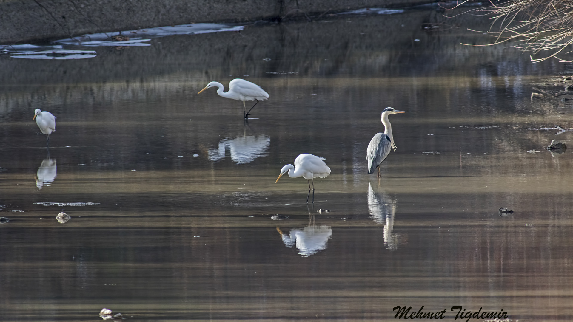 Büyük ak balıkçıl