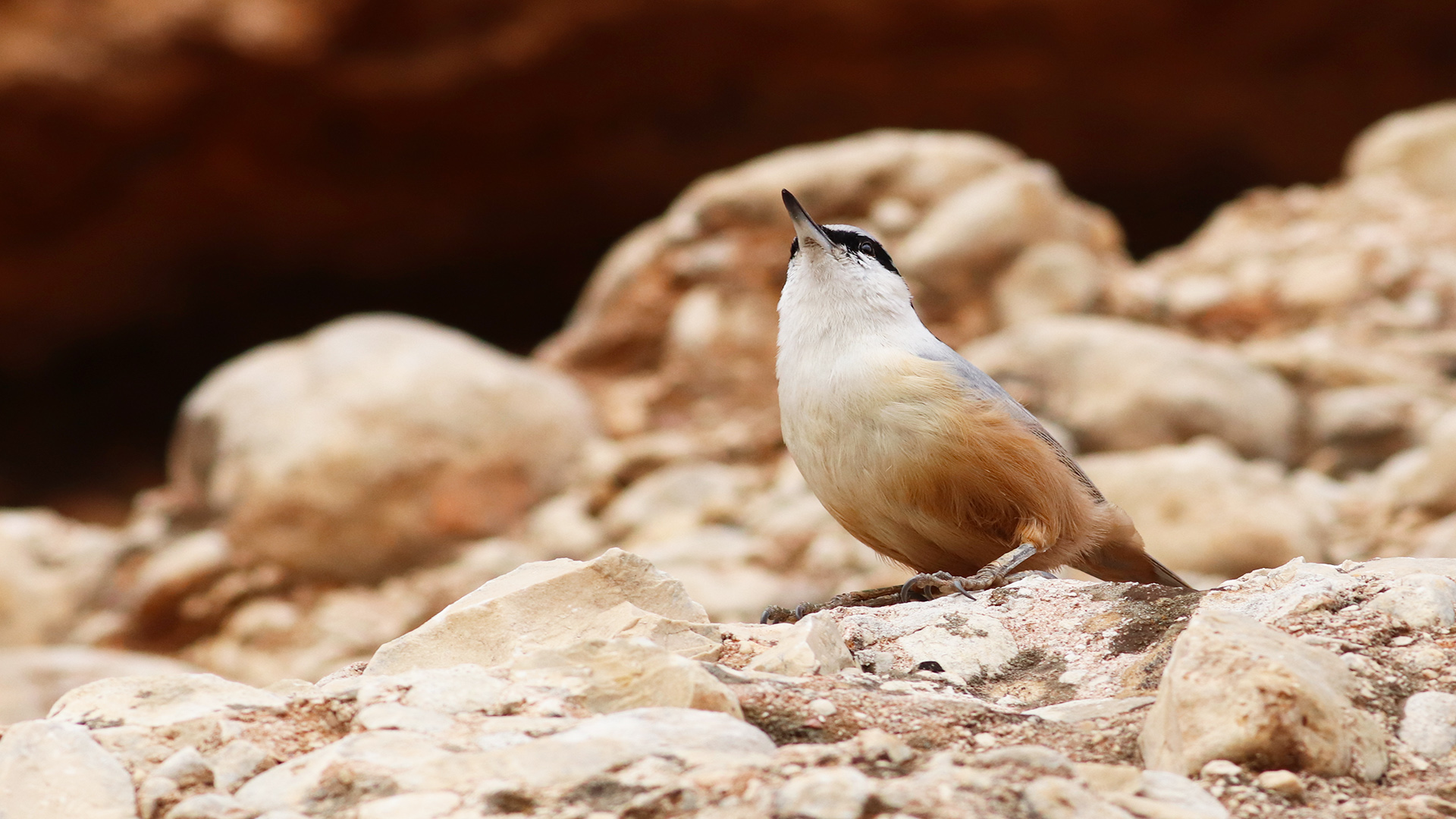 Büyük kaya sıvacısı
