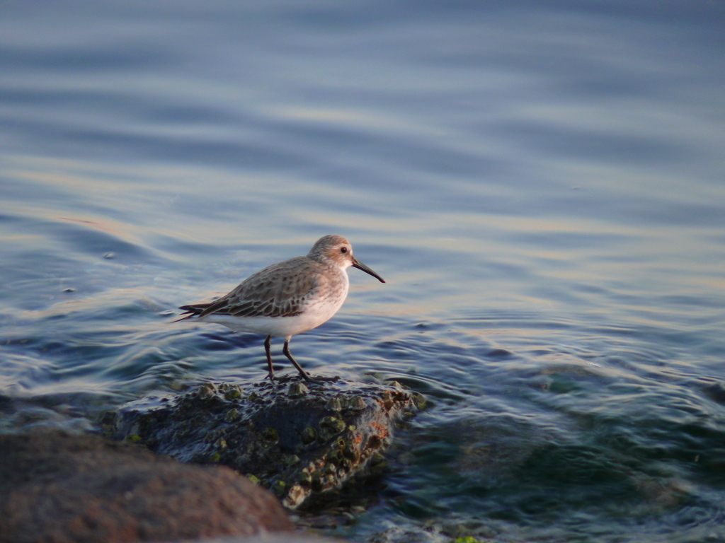 Karakarınlı kumkuşu