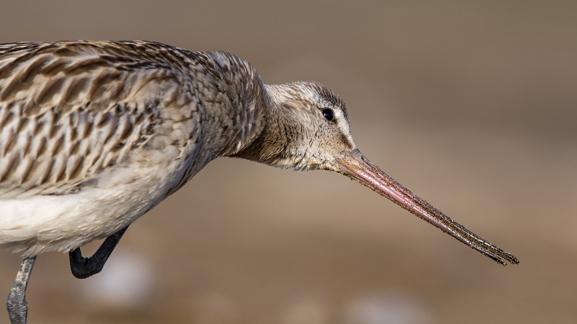 Kıyı çamurçulluğu » Bar-tailed Godwit » Limosa lapponica