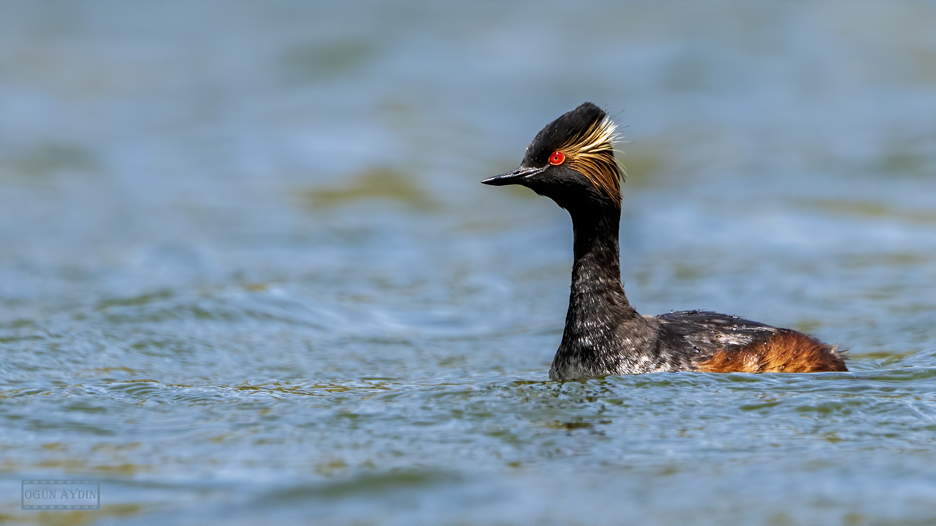 Karaboyunlu batağan
