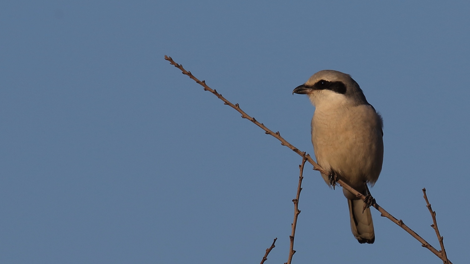 Büyük örümcekkuşu