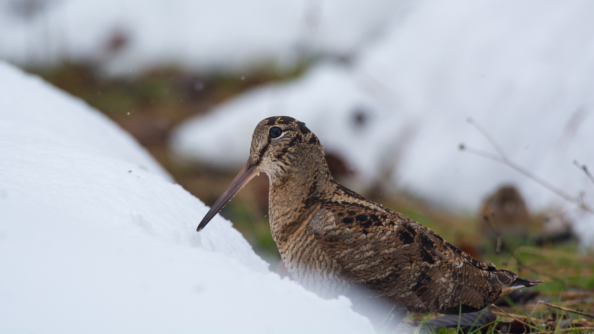 Çulluk » Eurasian Woodcock » Scolopax rusticola