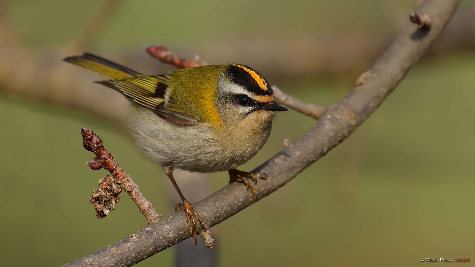 Sürmeli çalıkuşu