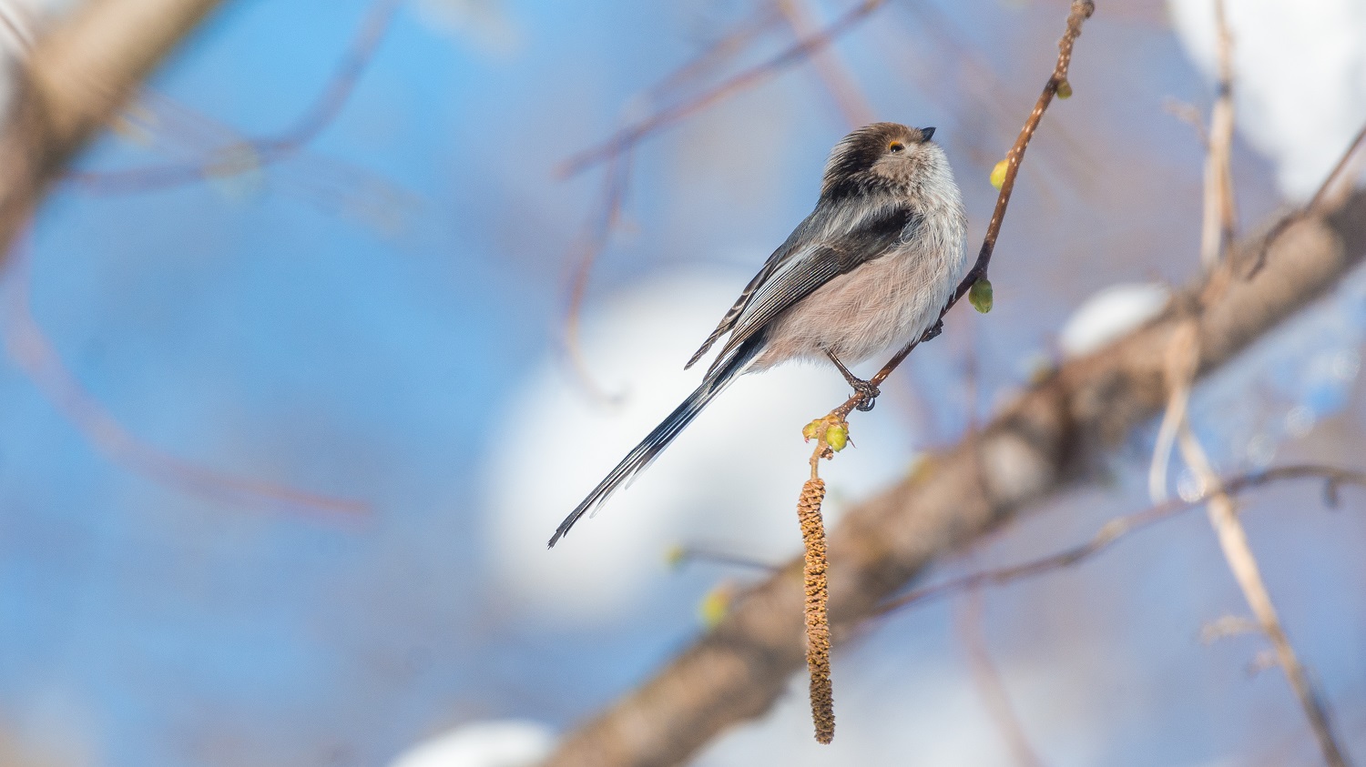 Uzunkuyruklu baştankara