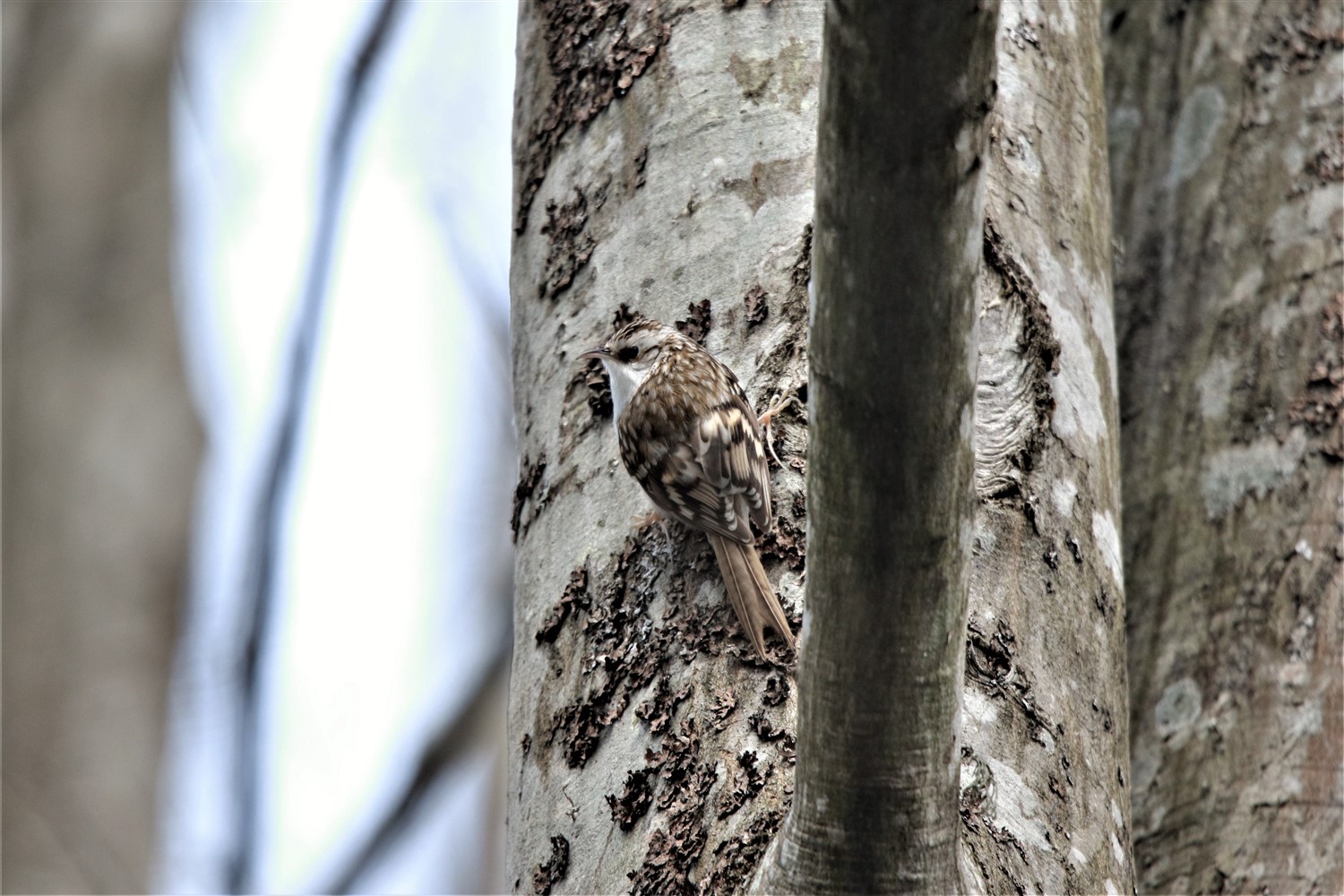 Orman tırmaşıkkuşu
