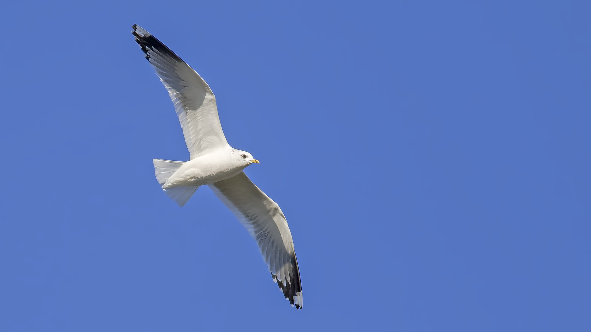 Küçük gümüş martı