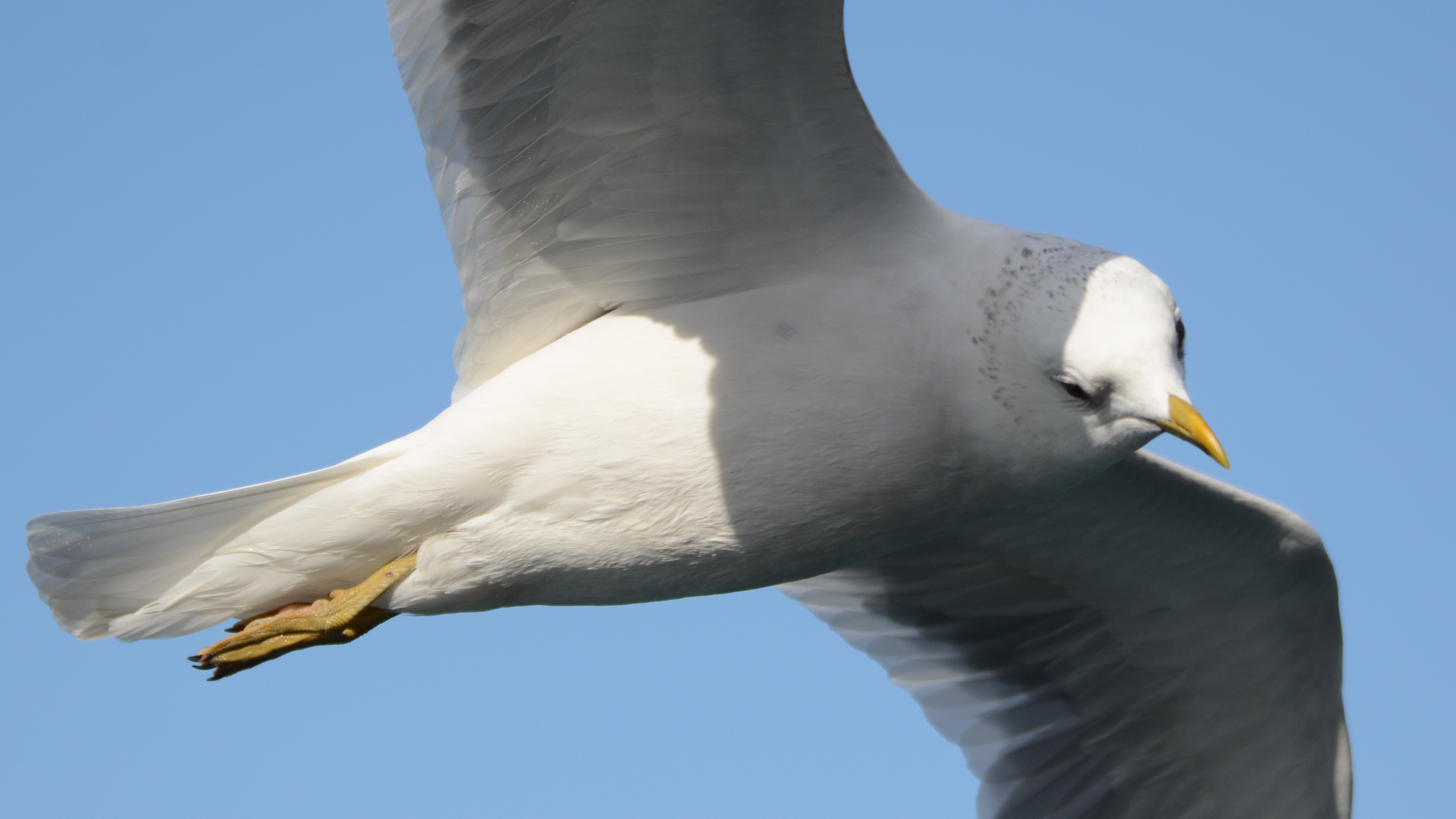 Küçük gümüş martı