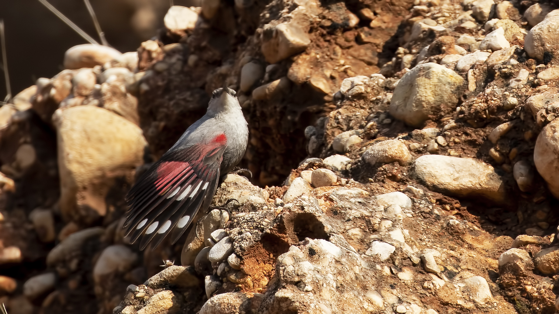 Duvar tırmaşıkkuşu