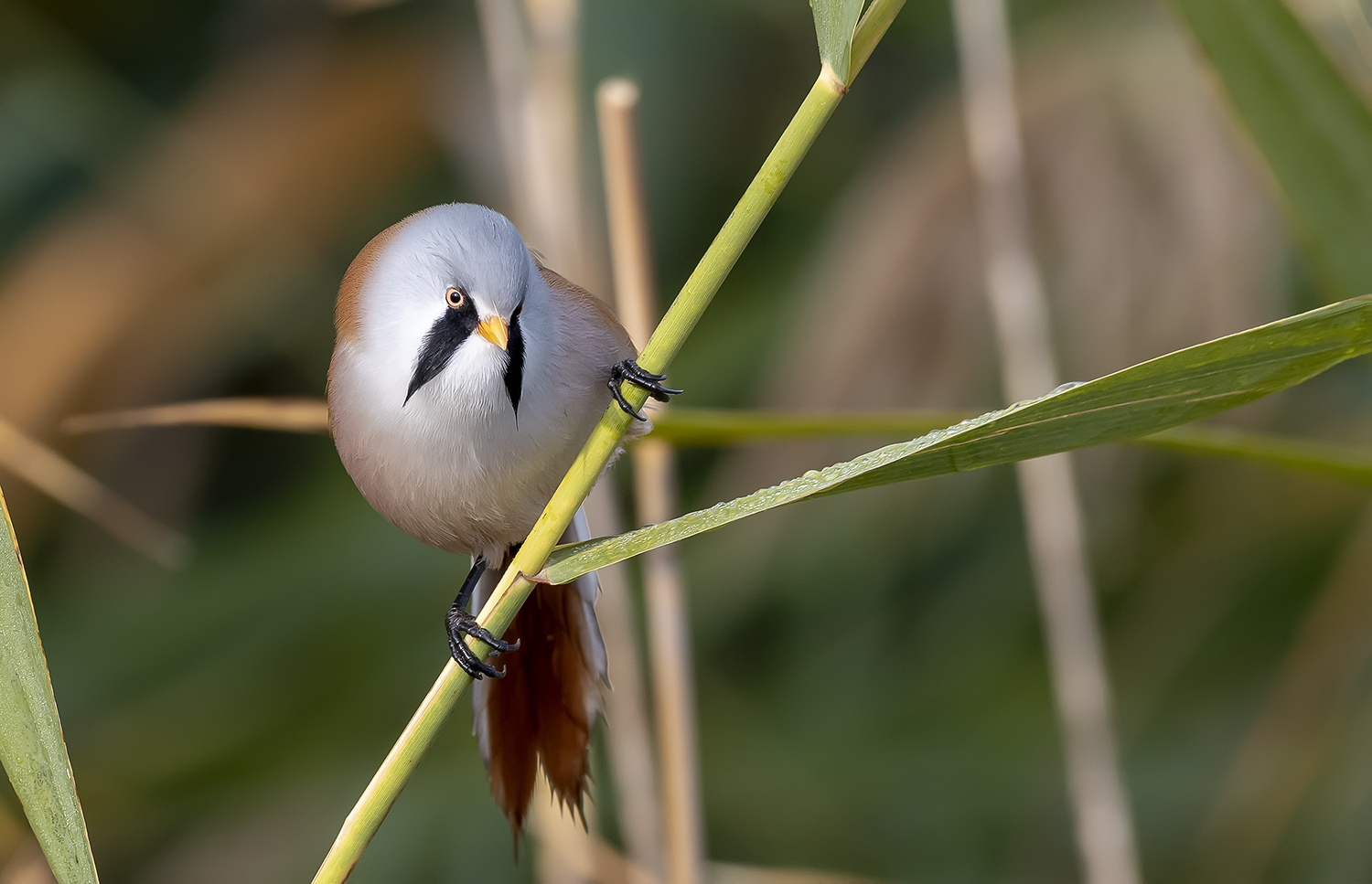Bıyıklı baştankara