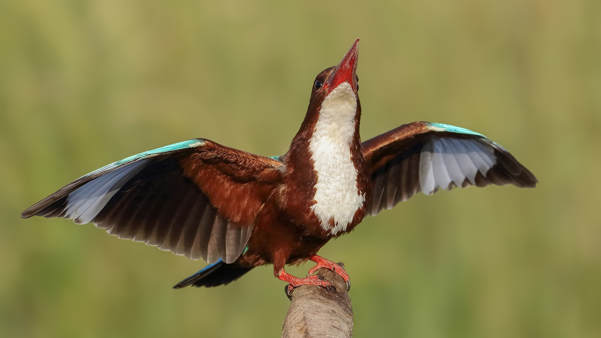 İzmir yalıçapkını
