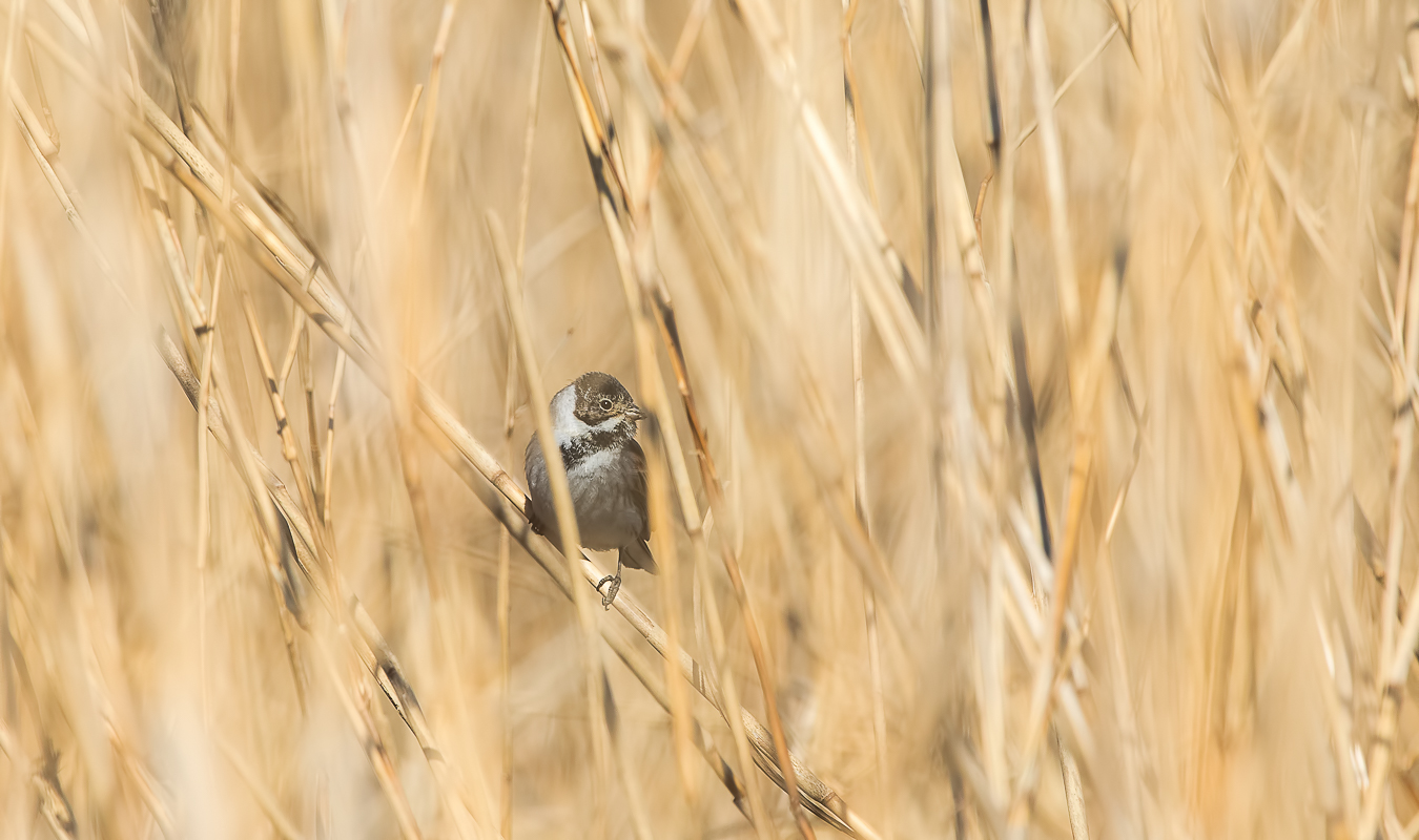 Bataklık Kirazkuşu