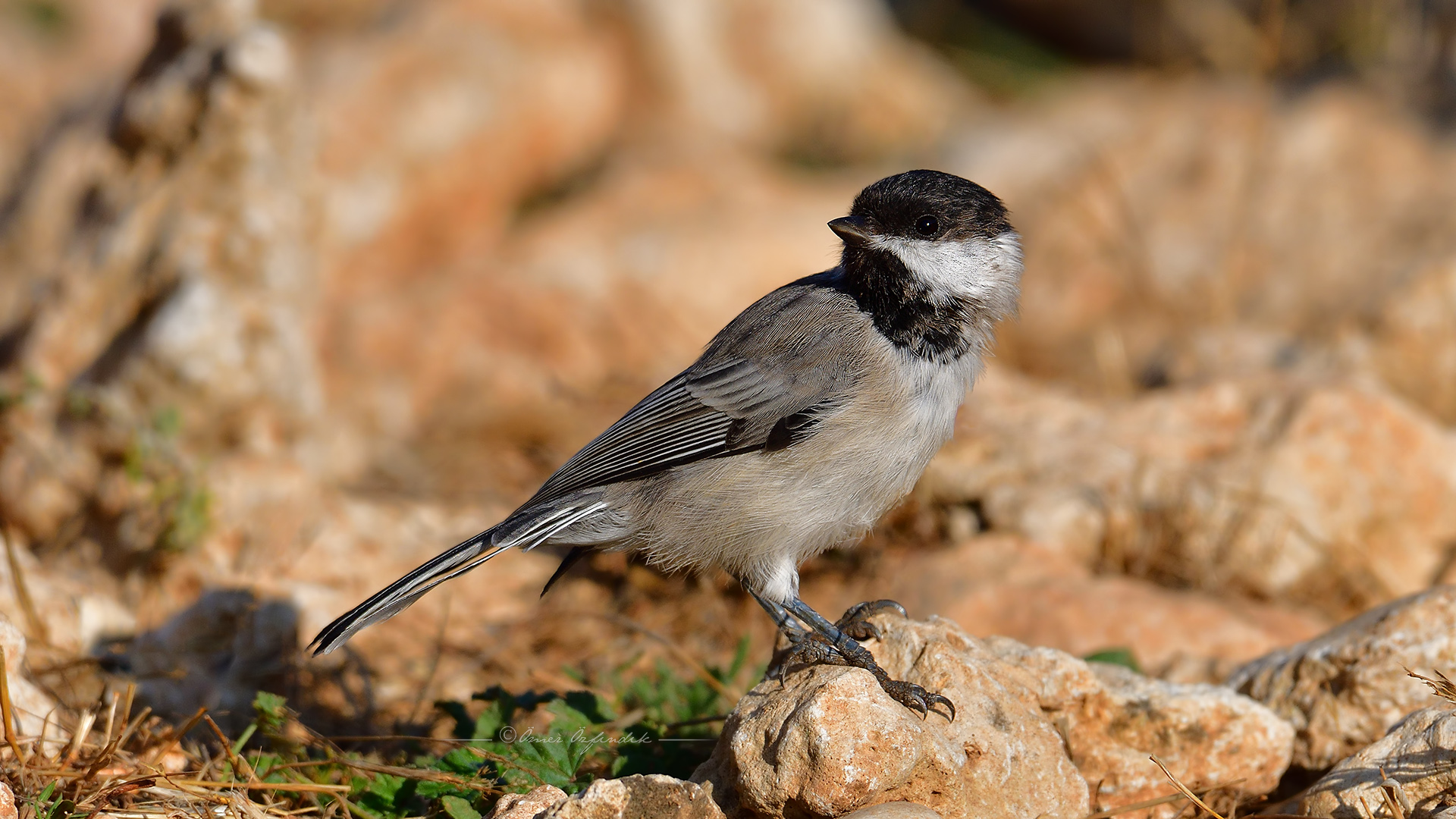 Akyanaklı baştankara
