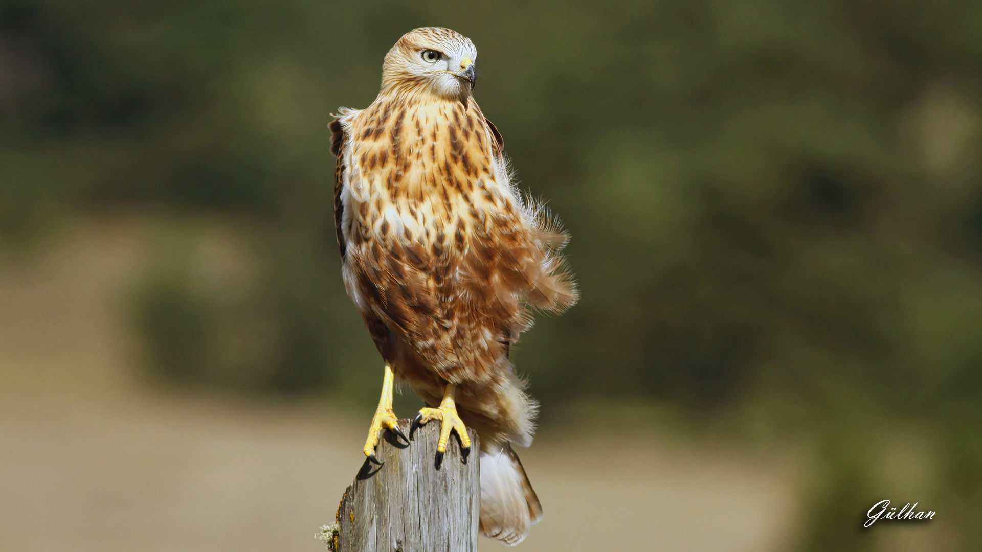 Kızıl şahin » Long-legged Buzzard » Buteo rufinus