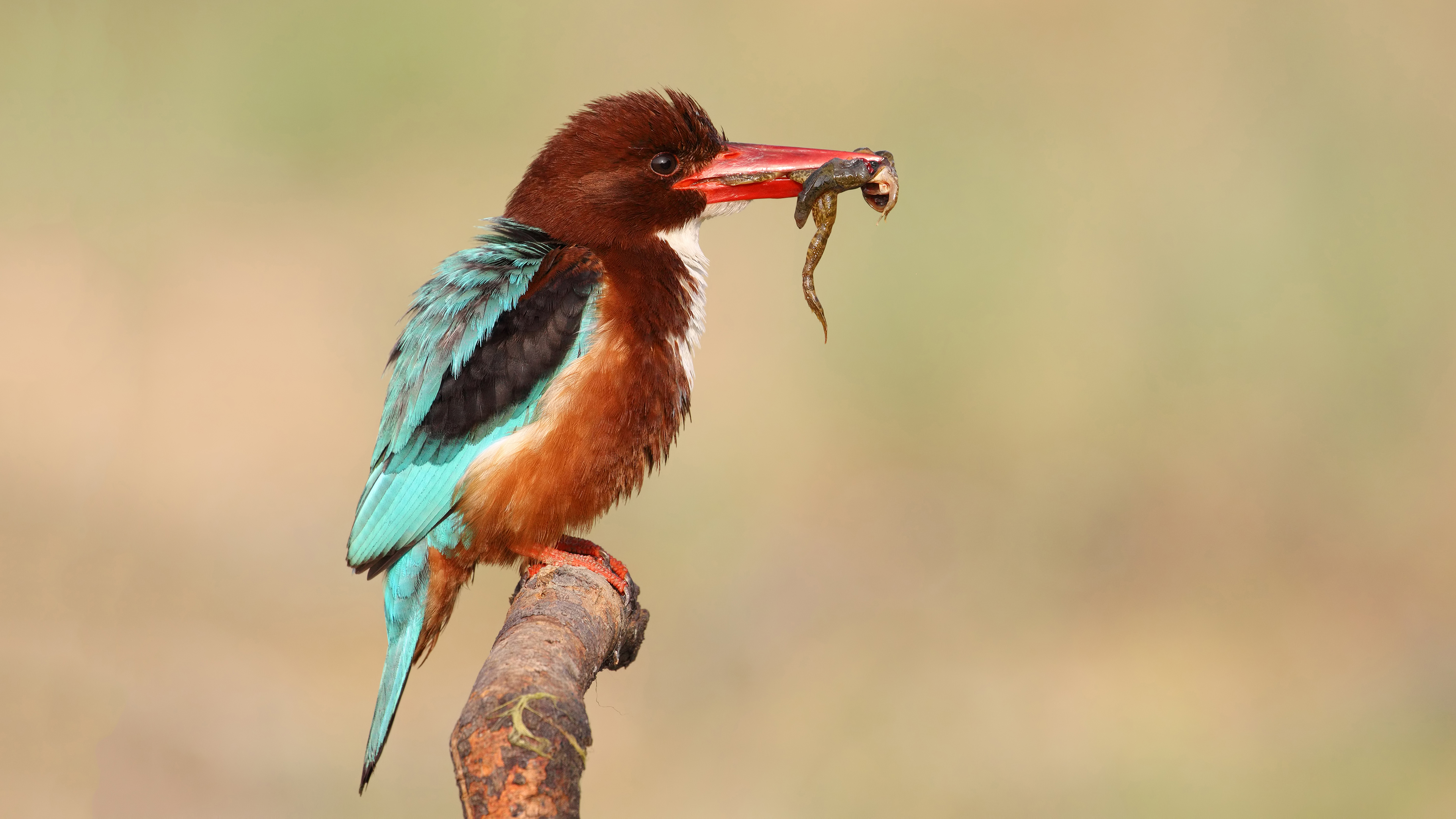 İzmir yalıçapkını