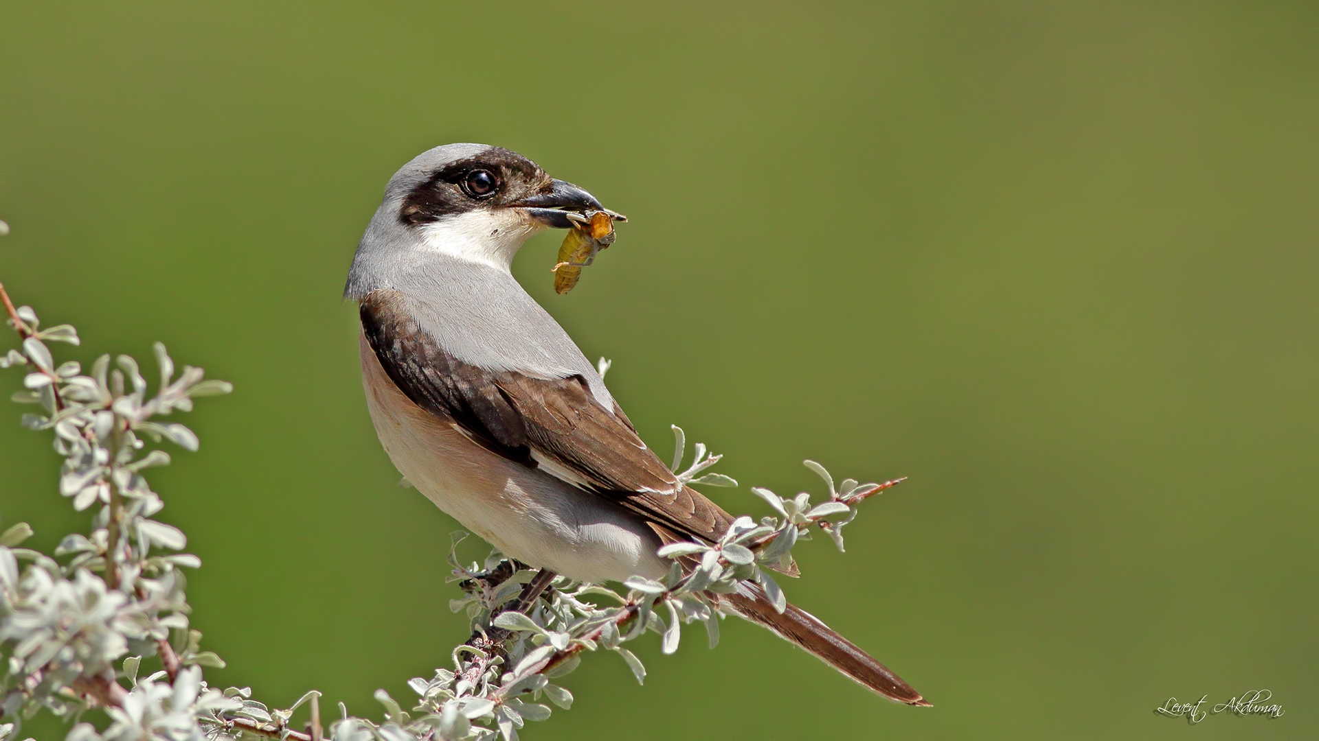 Karaalınlı örümcekkuşu