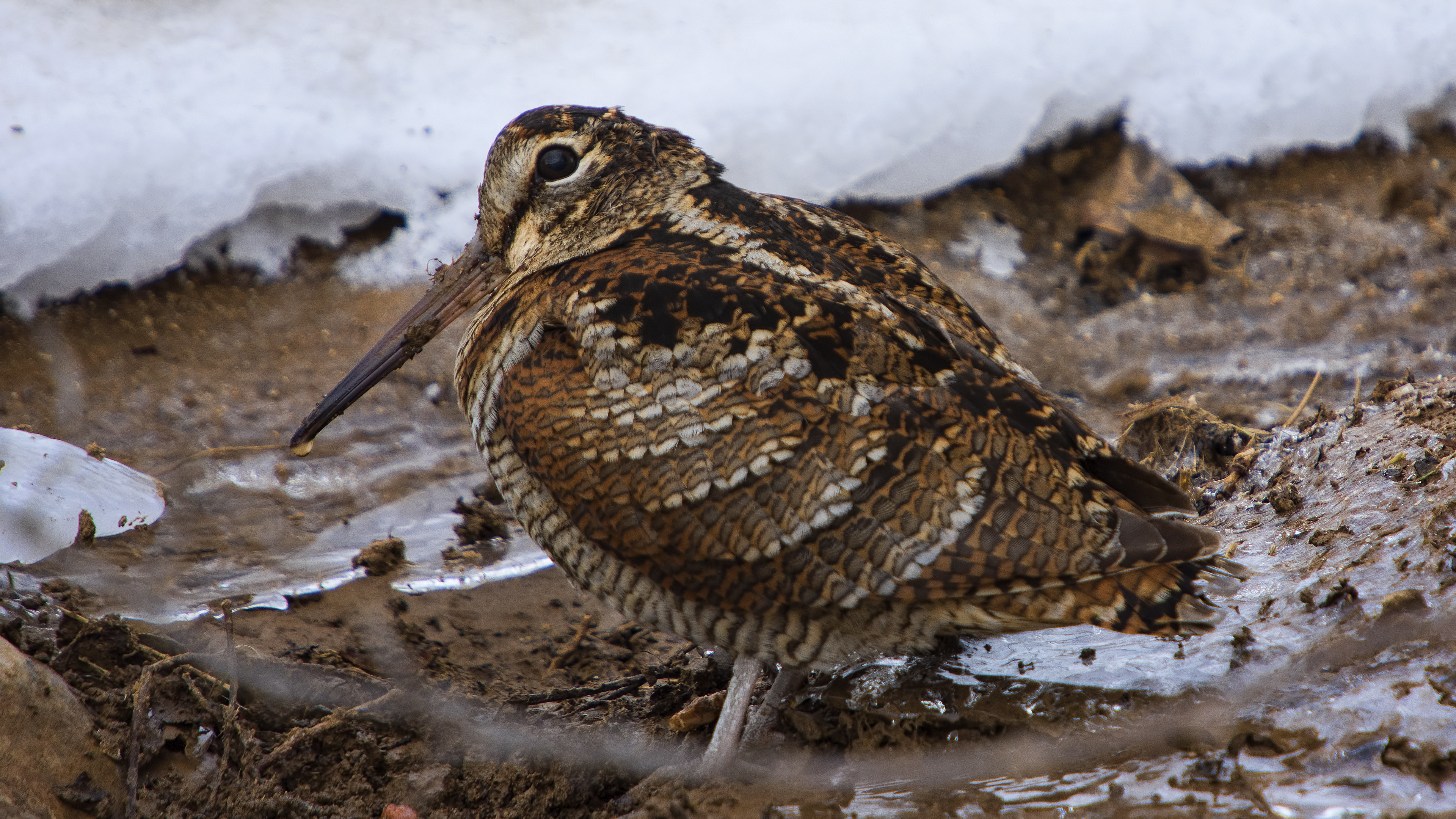Çulluk » Eurasian Woodcock » Scolopax rusticola