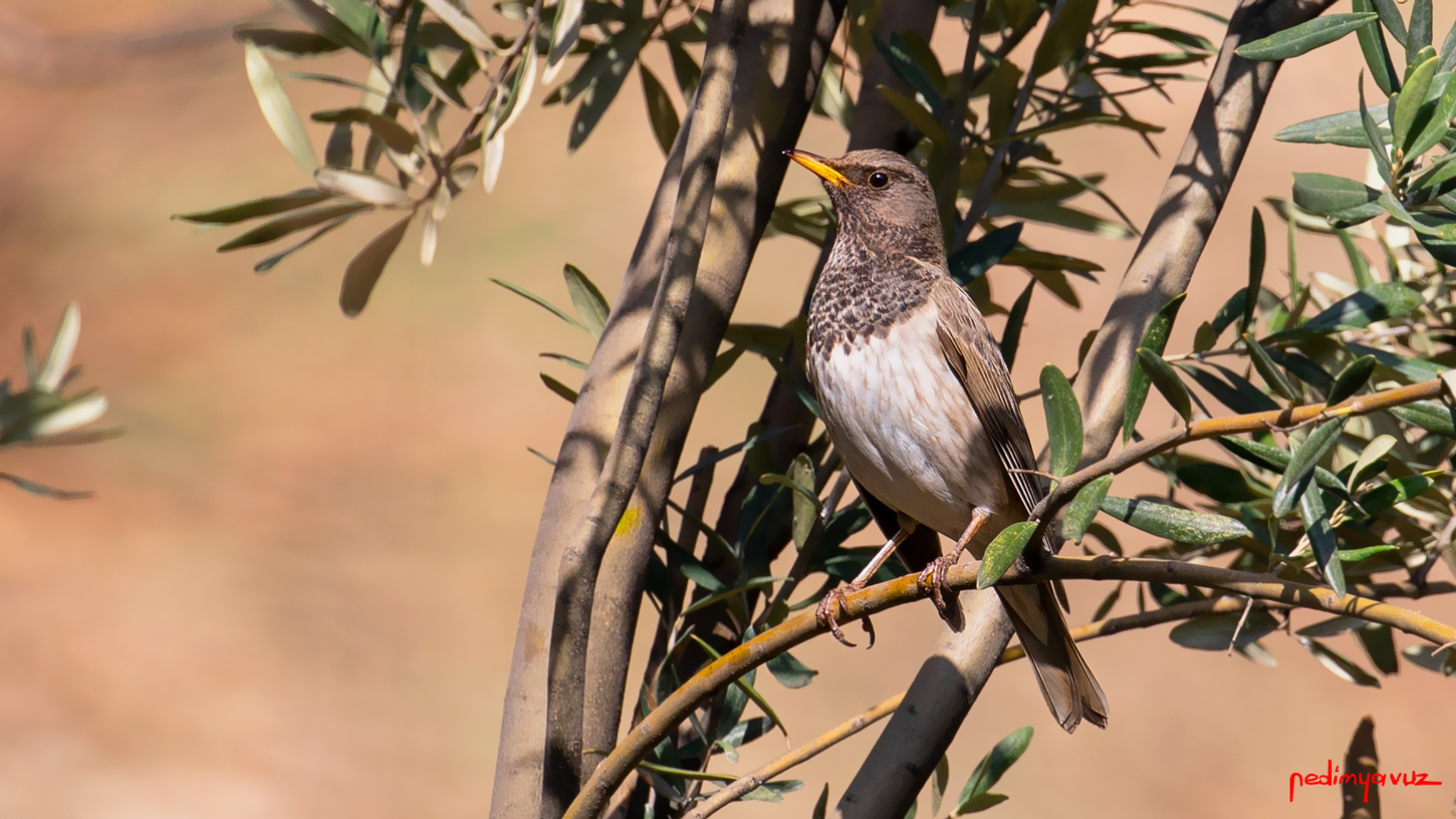 Karagerdanlı ardıç
