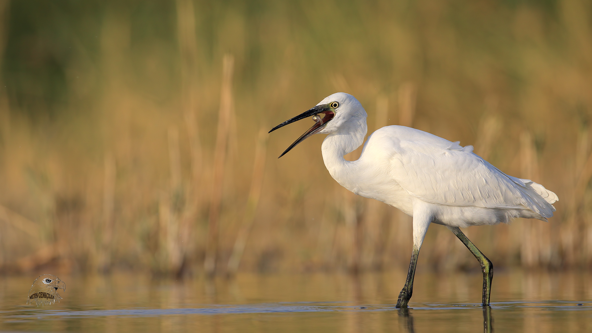 Küçük ak balıkçıl