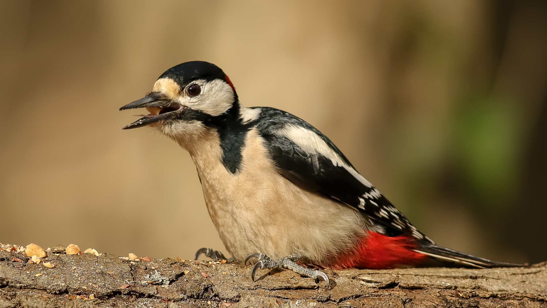 Orman alaca ağaçkakanı