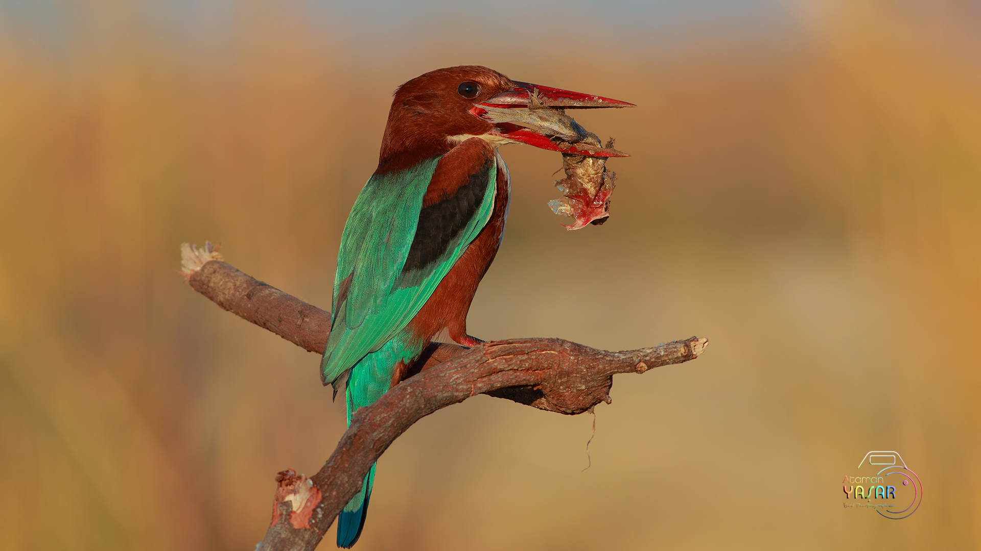 İzmir yalıçapkını