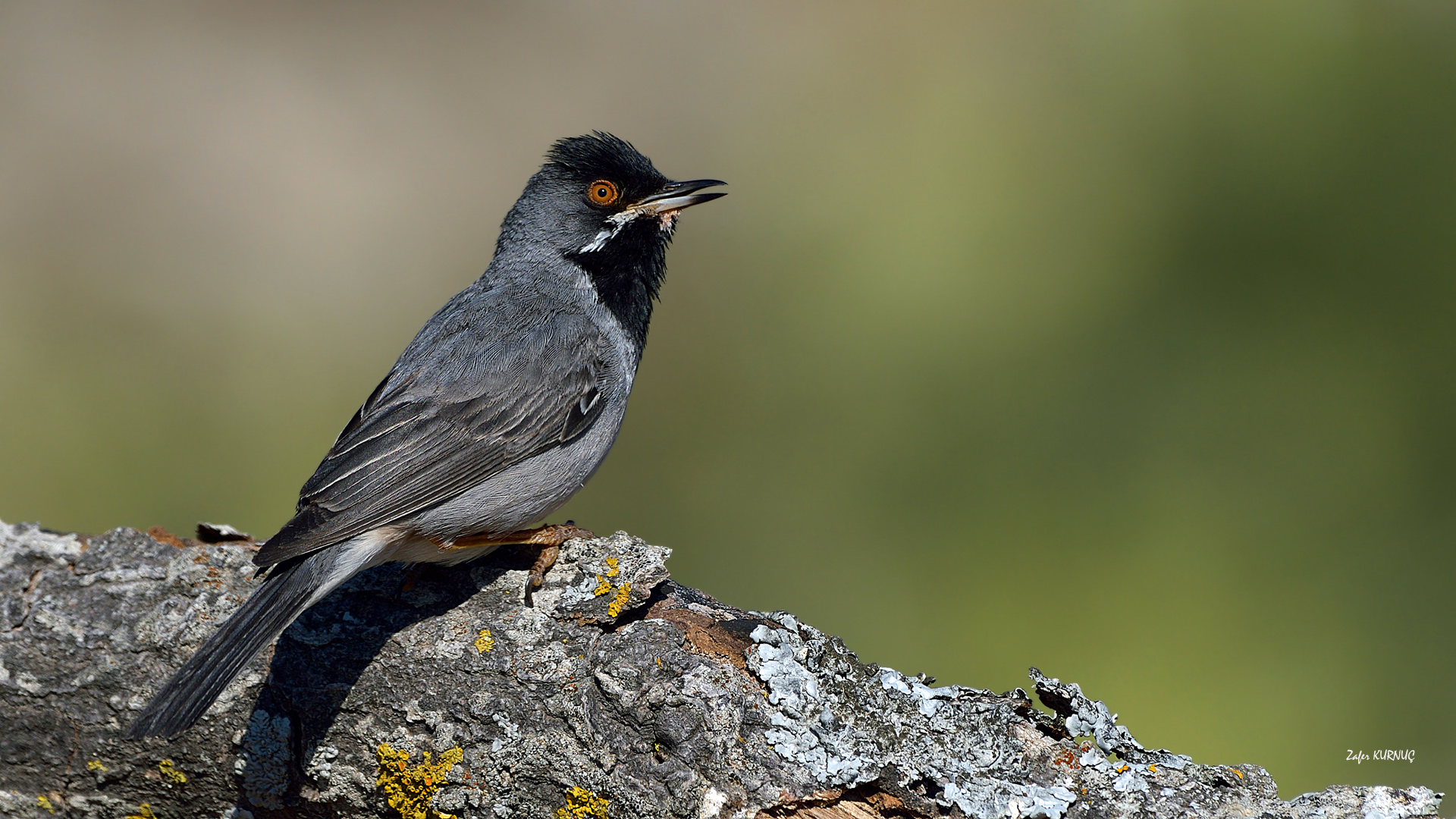 Karaboğazlı ötleğen